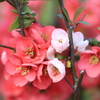 ボケの花　1