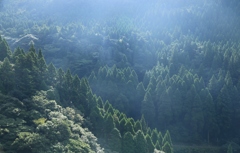 朝の光