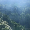 朝の光
