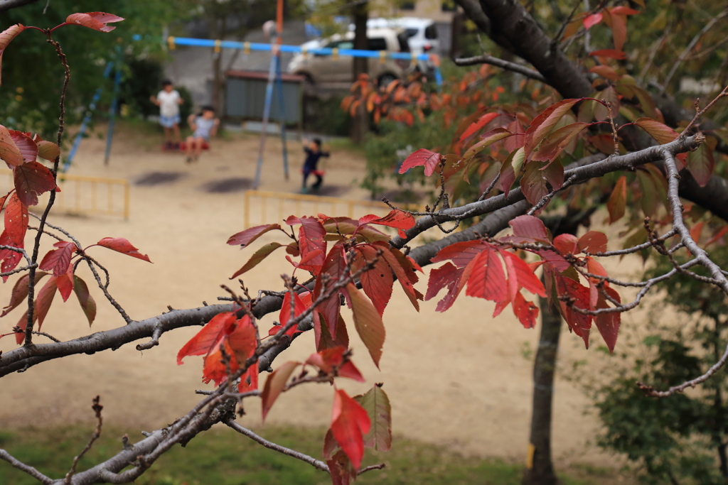 秋の公園