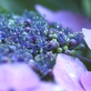 がく紫陽花