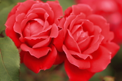 情熱の紅いバラ