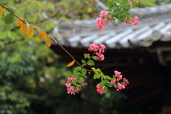 そろそろ秋の気配が、、、