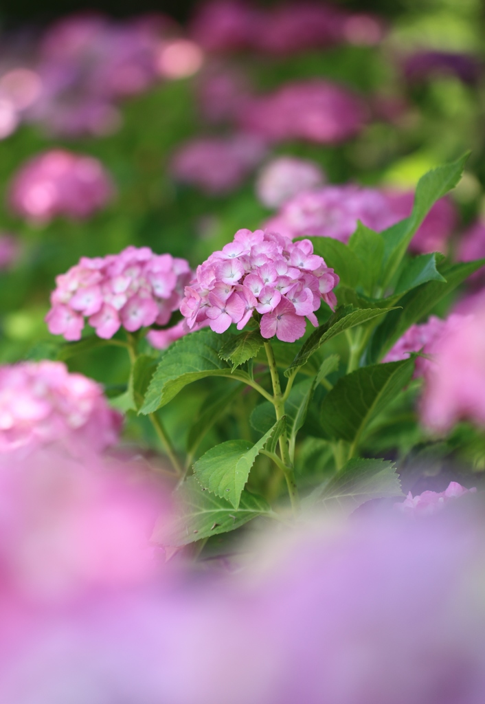 紫陽花　4