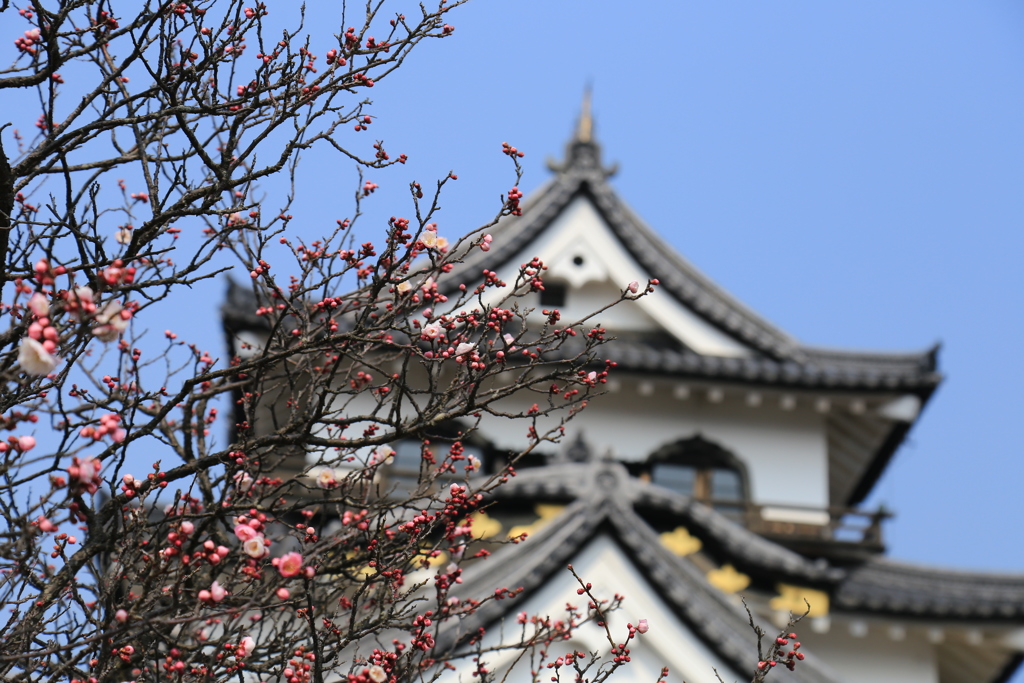 早春の彦根城