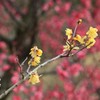 今年も咲きました　02