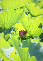 ひっそりと