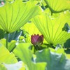 ひっそりと