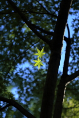 青紅葉