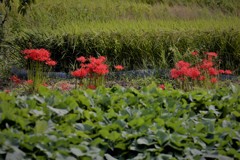 実りの秋に曼珠沙華