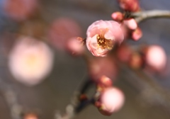 紅梅
