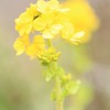もう菜の花も咲いてます(*^_^*)