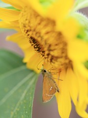 BUTTERFLY　WORLD