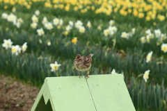 春うらら