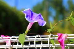 夏の終わり