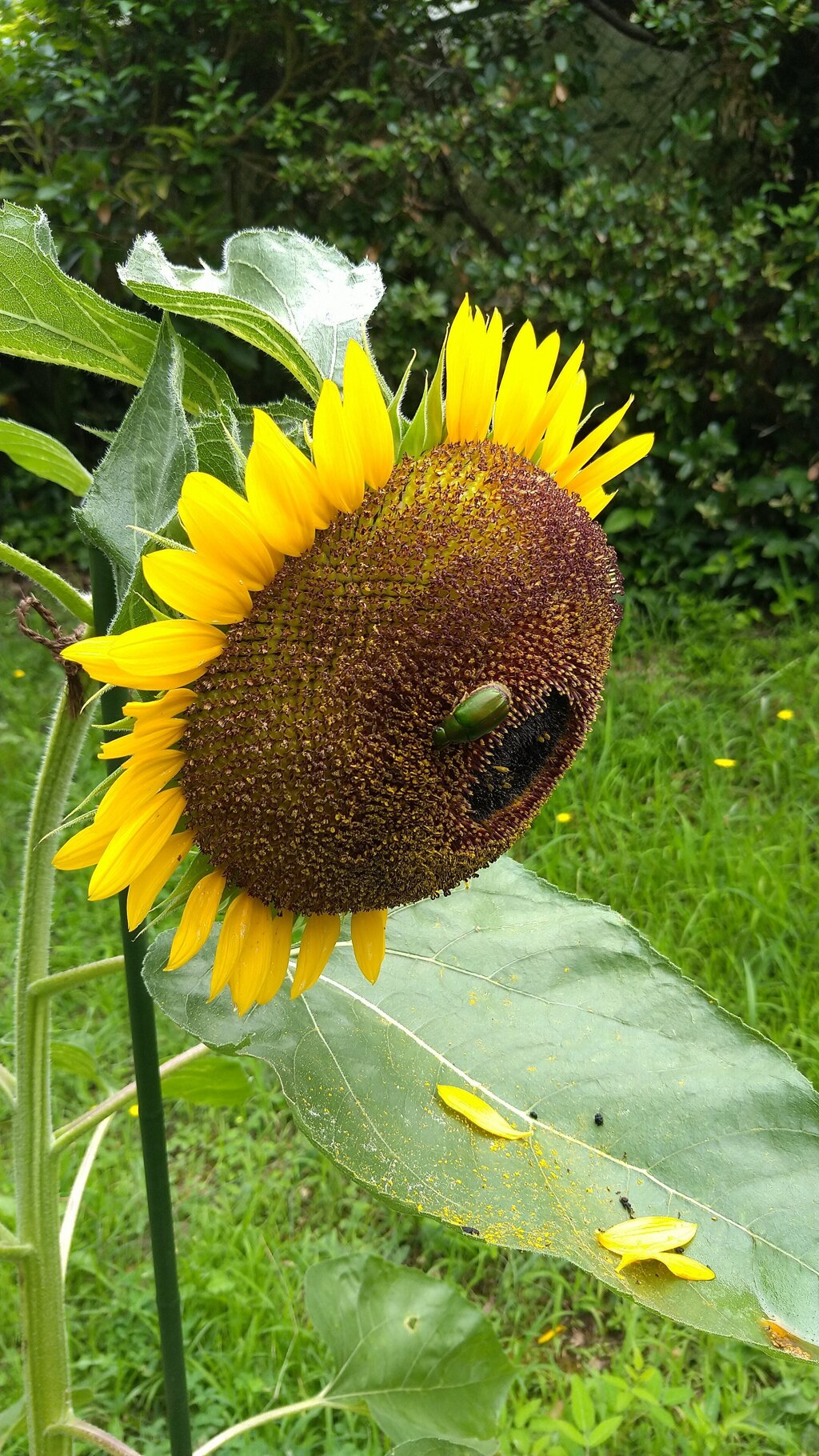 夏の花と言えば...？