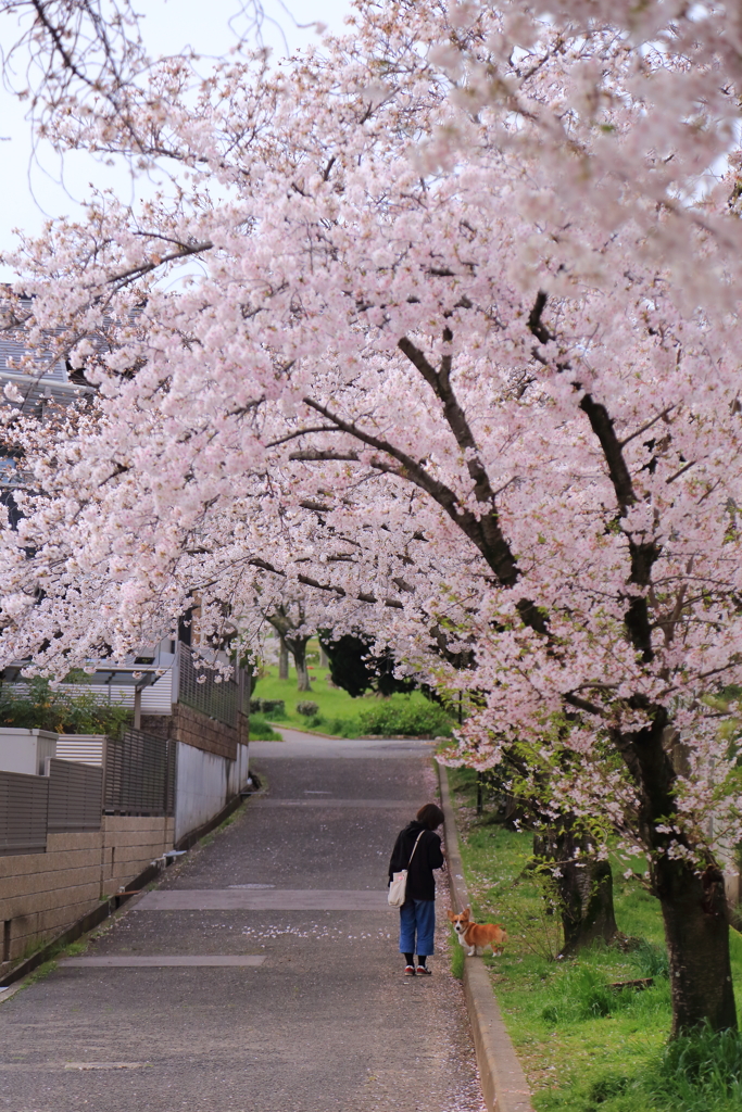 桜並木