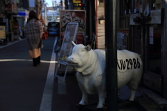 子牛の嘆き