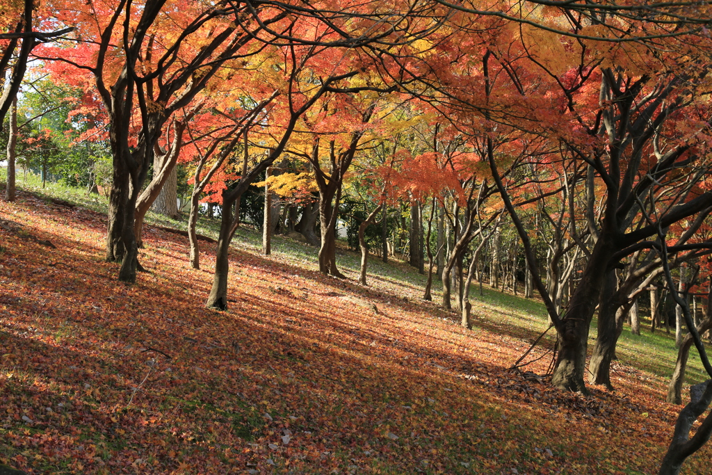 紅葉、ラストステージ　その1