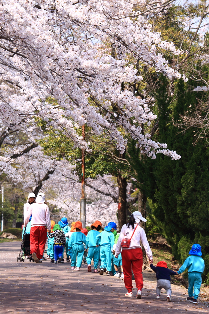 桜並木をお写んぽ中