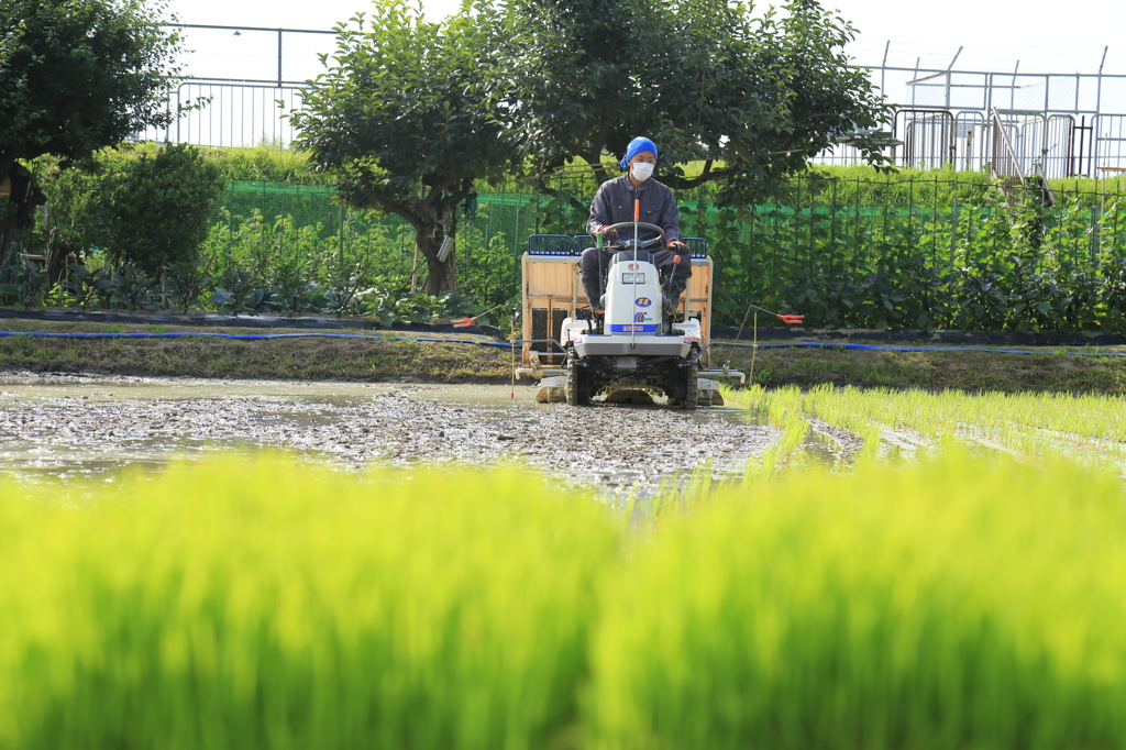 田植えの頃　1