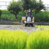 田植えの頃　1