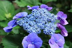 紫陽花　NO３