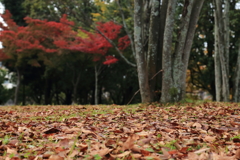 晩秋の佇まい