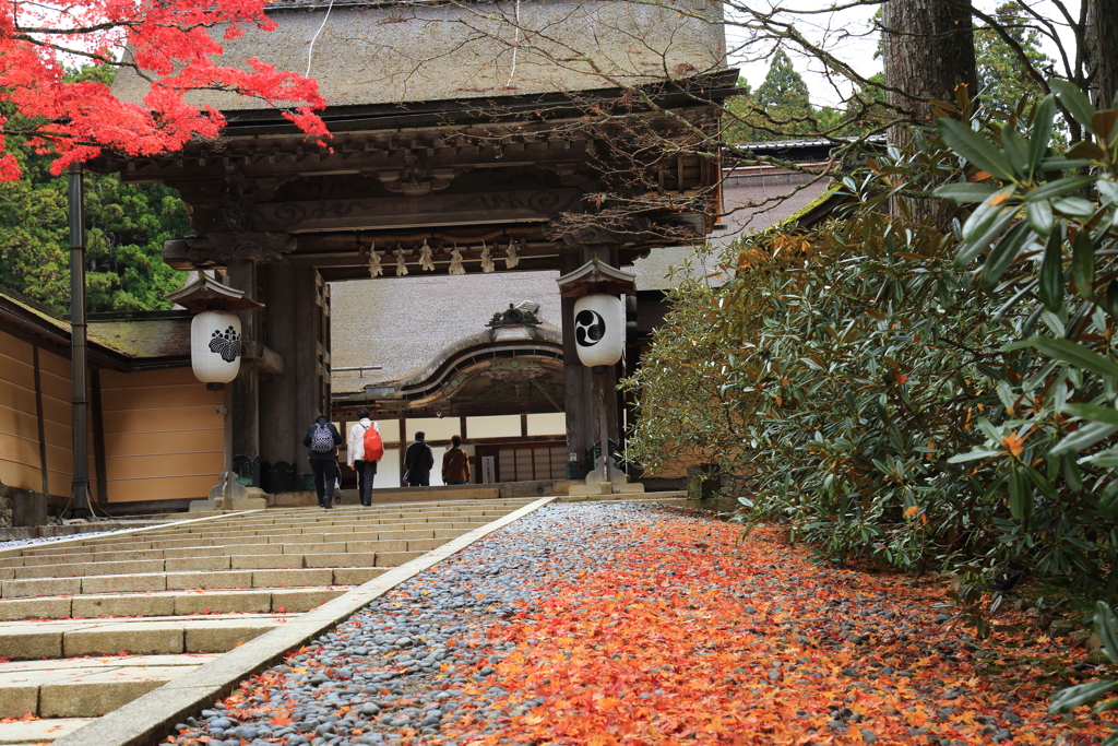 高野山　紅葉　NO1