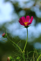 紅秋桜