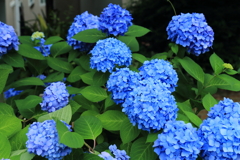 紫陽花　NO１