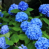 紫陽花　NO１