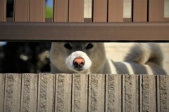 何かご用？