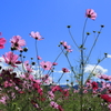 秋桜