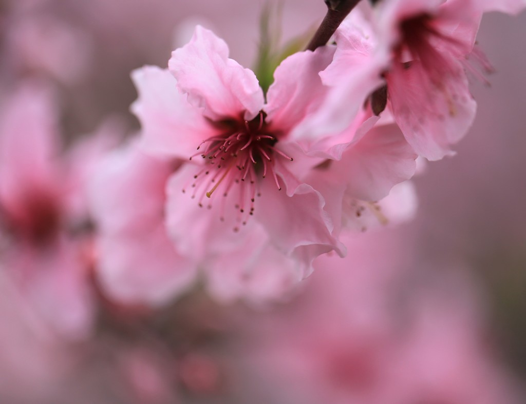 桃の花