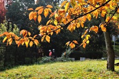紅葉を愛でながら