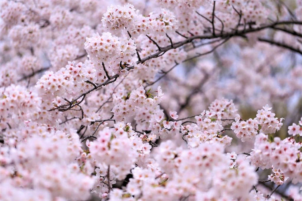 桜咲く　Ⅱ