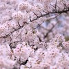 桜咲く　Ⅱ