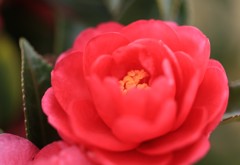 寒い冬に、ほんの少しの温もりを貴女に＾＾