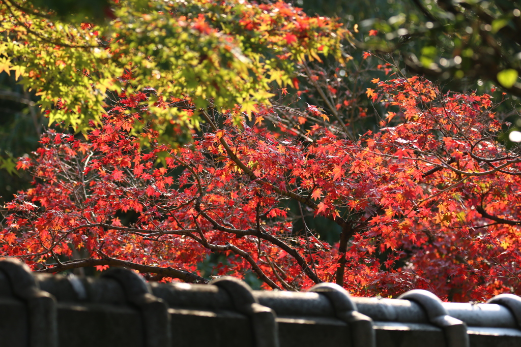 塀越しの紅葉