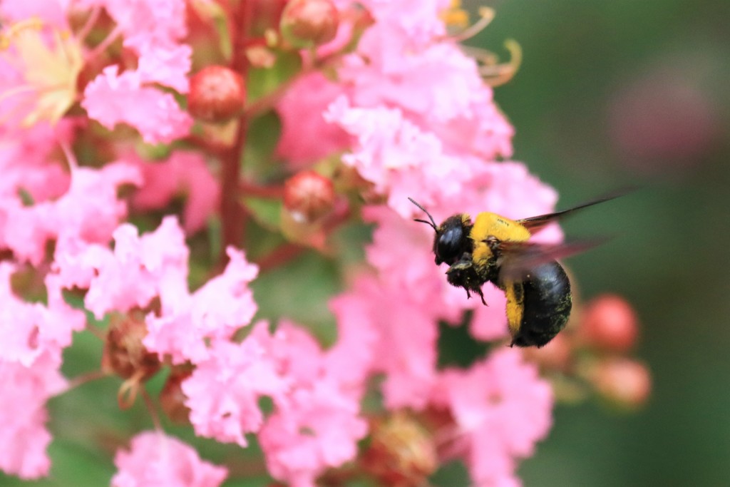 ♫ブンブンブン、蜂が飛ぶ