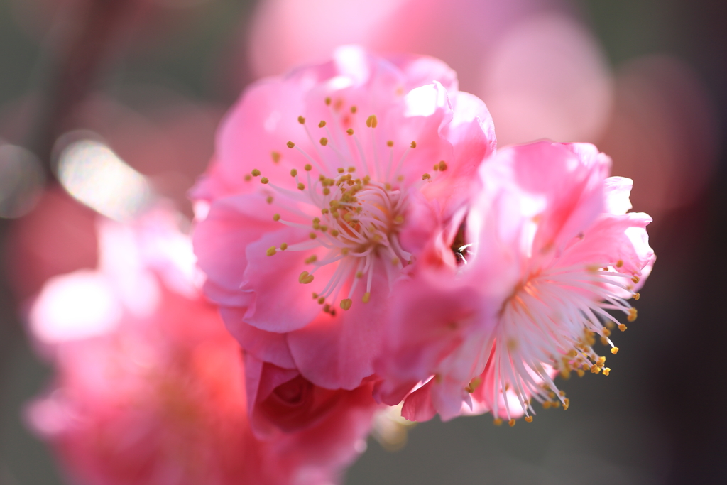 春の予感　Ⅰ
