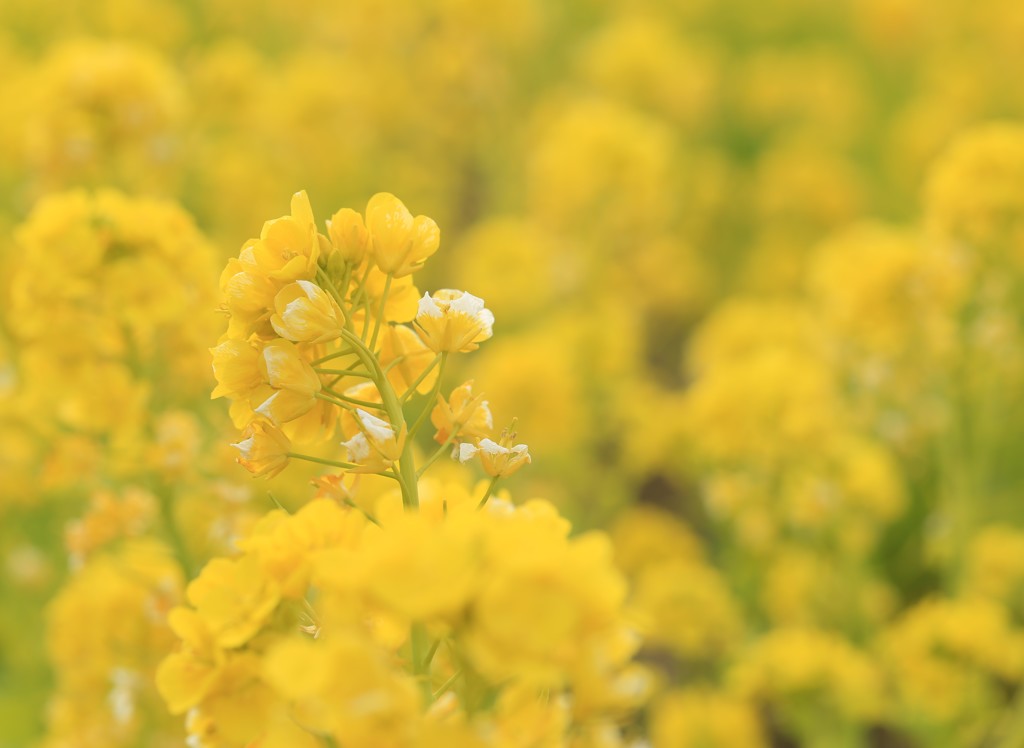 菜の花畑