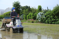 田植えの頃　2