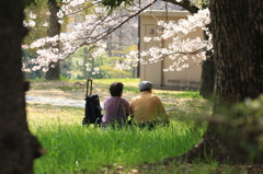 桜の木の下で