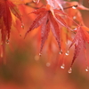 どしゃ降りの雨