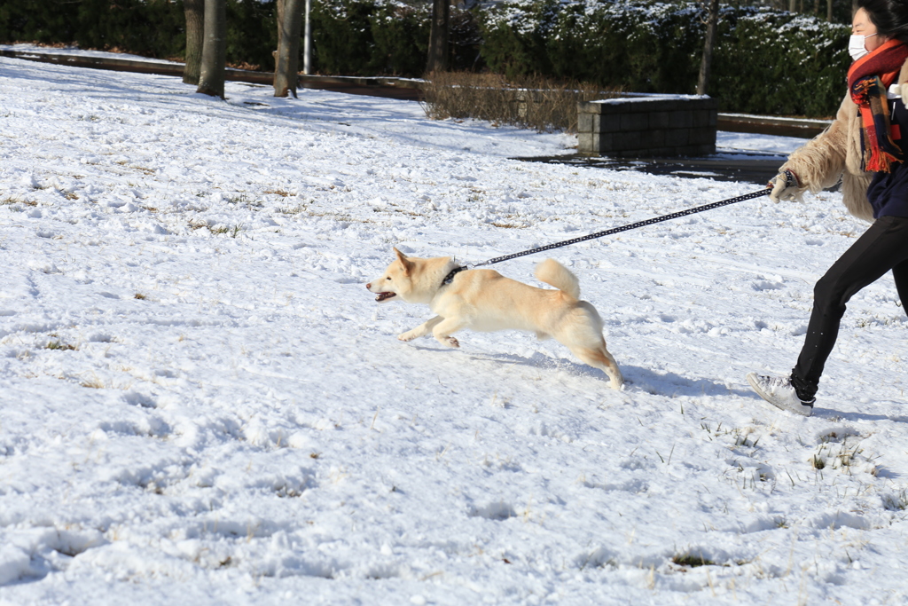 ワンちゃんも大はしゃぎ