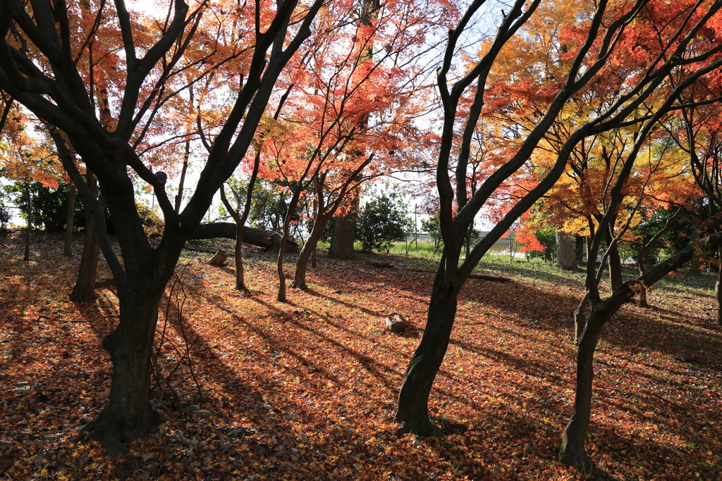 紅葉、ラストステージ　その2