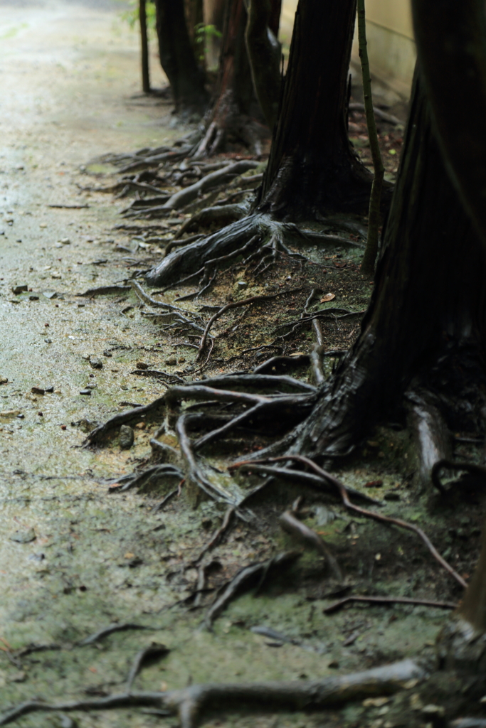 雨に濡れた木の根