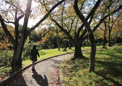 公園の並木道